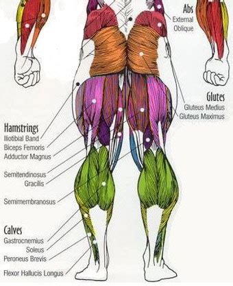 Any exercise you do specifically for shaping your back is definitely very visible and noticeable, and one of the most important things to. HanhChampion Blogspot: Basic Leg Exercises