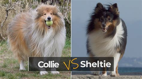 Shetland Sheepdog Sheltie Vs Collie Similarities And Differences