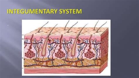 The Integumentary System Slide Show