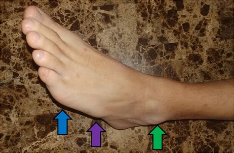 Surface Anatomy Of The Foot