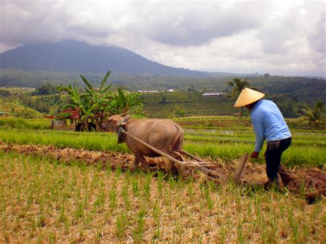 See more of aktiviti pertanian daerah perlis on facebook. Petani & Hari Tani 24 September - Serikat Petani Indonesia