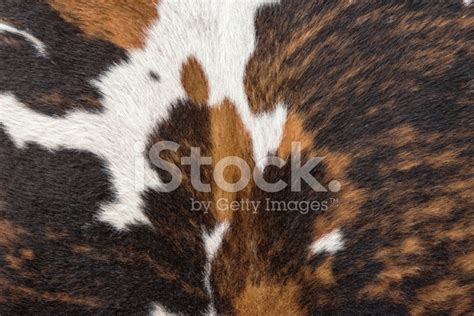 Real Cow Skin Fur Stock Photo Royalty Free Freeimages