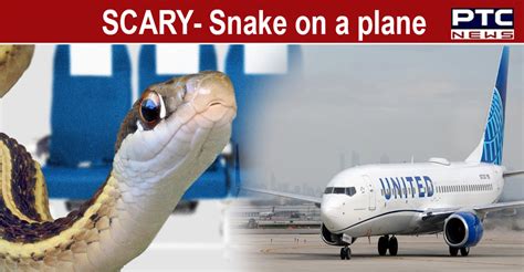 Snake Sneaks On United Flight Sends Passengers Into Panic World News