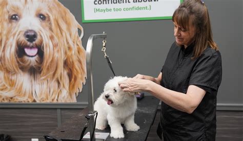 Do I Need A License To Be A Dog Groomer