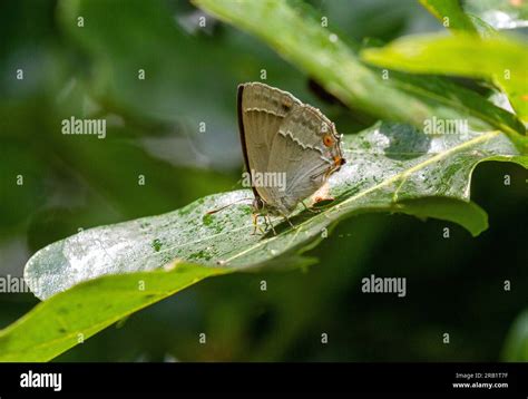 Purple Hairstreak Butterfly Favonius Quercus On Oak Leaves At The