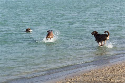 Exciting Game Of Fetch For Three Dogs In Water Stock Image Image Of