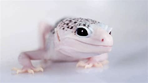 Do Leopard Geckos Make Good Pets For Kids Dugs Bugs