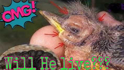 Botflys Removed From Baby Bird Youtube