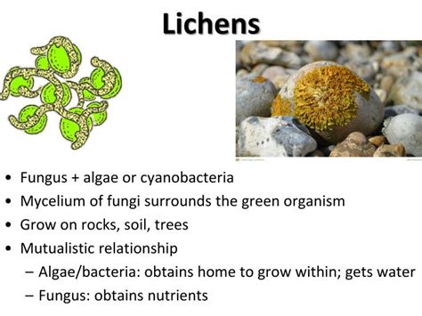 Life Cycle Of Lichen Fungi