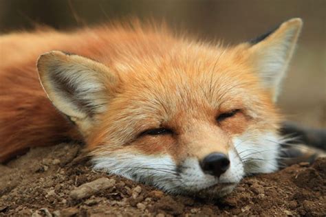 Fox Village The Magical Place In Japan