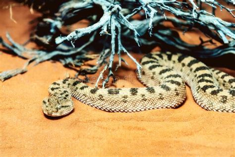 Saharan Horned Viper Stock Photo Image Of Desert Serpent 261926248