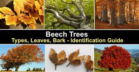 Beech Trees Types Leaves Bark Identification Guide Pictures