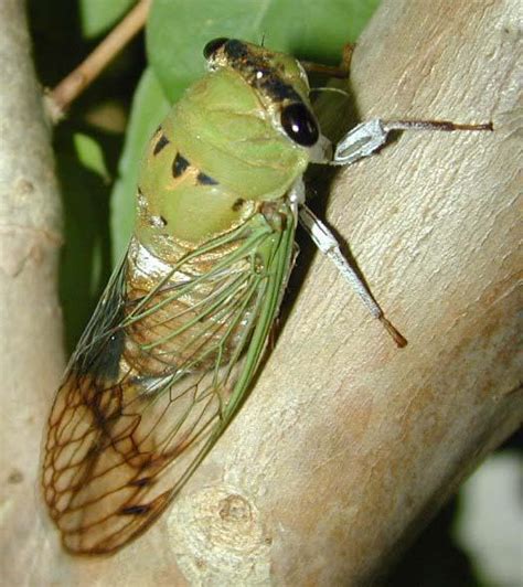neotibicen superbus fitch  aka superb dog day cicada cicada mania