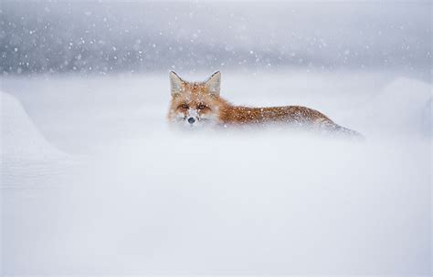 102 stunning winter fox photos that ll make you fall in love with foxes bored panda