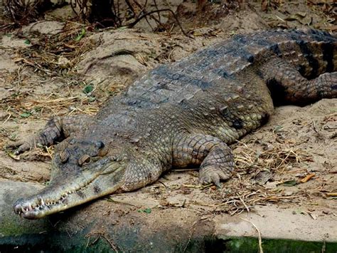 Африканский узкорылый крокодил Где и как живут африканские узкорылые