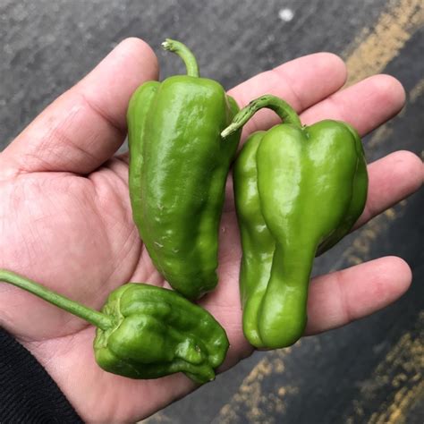 Kostenlose lieferung für viele artikel! Padron Chile Peppers Information, Recipes and Facts