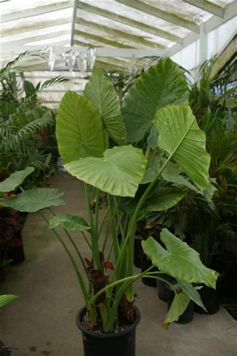 Large Leaf Plants Kgarden Plant