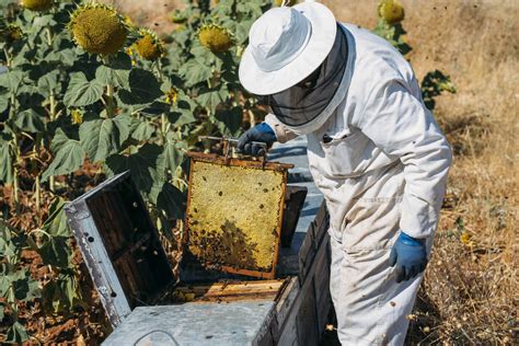 Beekeeper Working Collect Honey Stock Photo