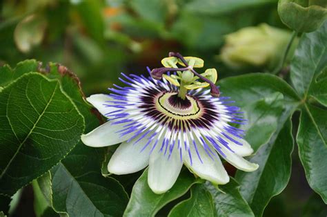 10 Of The Best Easy Exotic Plants For British Gardens Stihl Blog