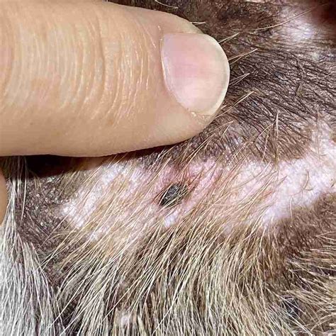 What Dog Skin Cancer Looks Like Signs Pics Walkerville Vet