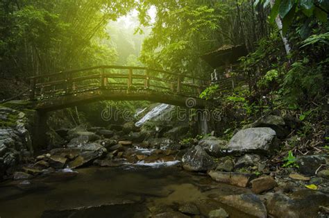 Beautiful Scenery Of Green Rain Forest Located In Malaysia Stock Photo