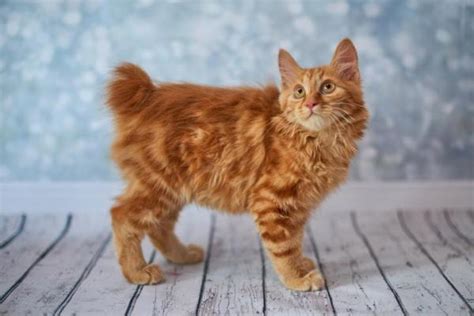 The japanese bobtail is a breed of domestic cat with an unusual bobtail more closely resembling the tail of a rabbit than that of other cats. 10+ Orange Cat Breeds - Long Haired & Short Haired - With ...