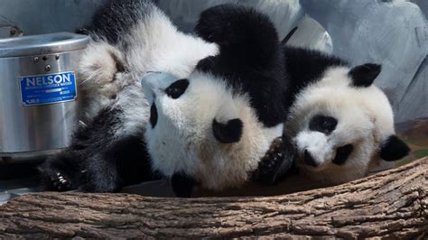 Happy Birthday Atlanta Zoos Giant Panda Twins Turn 1 Ctv News