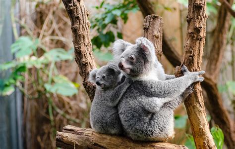 25 Best Looking For Cute Koala Baby Koala Background