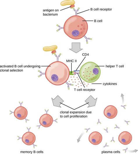 Linfocitos B E Inmunidad Humoral Microbiolog A Organic Articles