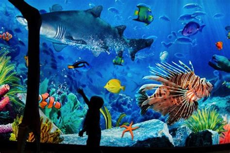 Sea Life Bangkok Ocean World E Ticket Up To 46 Discount