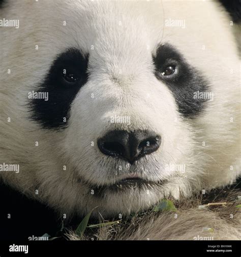 Giant Panda Showing Clown Like Face With Black Nose And Eye Patches