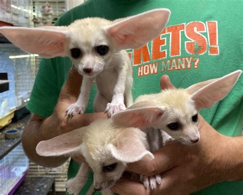 We Have 2 Female Fennec Fox Kits For Sale Exotic Animals For Sale Price