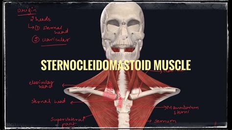 Sternocleidomastoid Muscle Short Note Relations Applied Anatomy