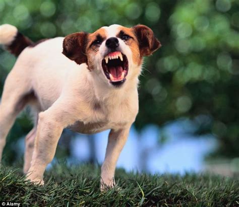 Because the rabies virus has a relatively long incubation period, post exposure vaccinations are typically highly effective. Dog owners face prosecution if pet scares a child ...