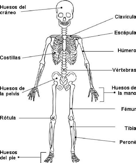 Sistema Oseo Indicando Sus Partes En Ingles Huesos Del Cuerpo Huesos