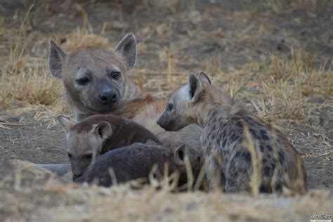 The Good Mothers Of The Hyenas Hyaenidae