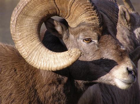 Bighorn Sheep Washington Department Of Fish And Wildlife