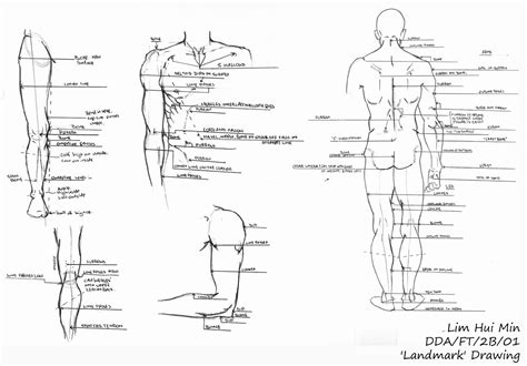Learn about fantastic facts about the human body from discovery health. Lim Hui Min Portfolio: Figure Drawing: Landmark Drawing