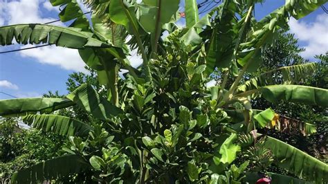 Jackfruit Tree N Fruiting Bananas Growing In Southern California Youtube