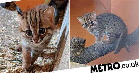 Tiny Pair Of The Worlds Smallest Kittens Has Been Born In The Uk