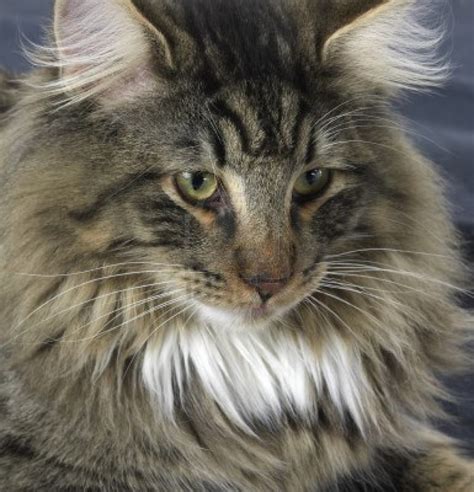 Norwegian Forest Cat Information Health Pictures