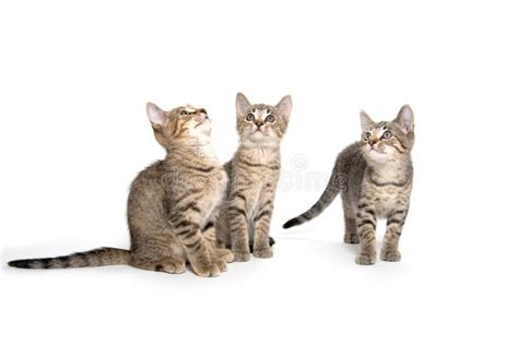 Three Tabby Kittens On White Stock Image Image Of Cute Domestic