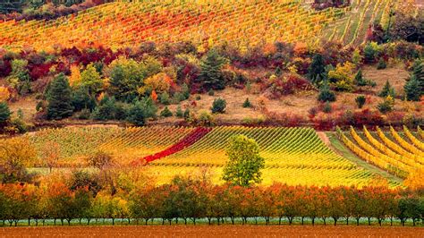 Scenic View Of Field Against Sky Burgundy Vineyards France Windows