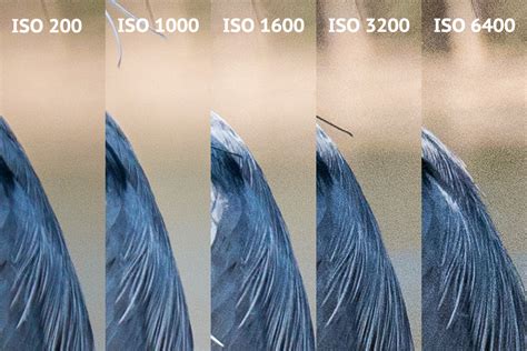 What Is ISO Your Cameras Sensitivity To Light Explained