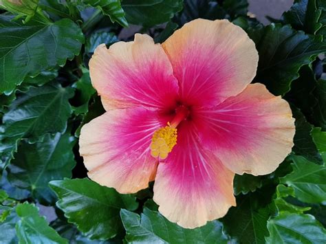Hibiscus Guimauve Fleur Photo Gratuite Sur Pixabay Pixabay