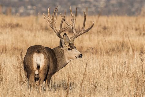 The Top States For Record Mule Deer In The Last 10 Years