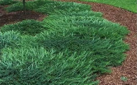 Bar Harbor Juniper Is A Dense Mat Forming Evergreen Ground Cover One