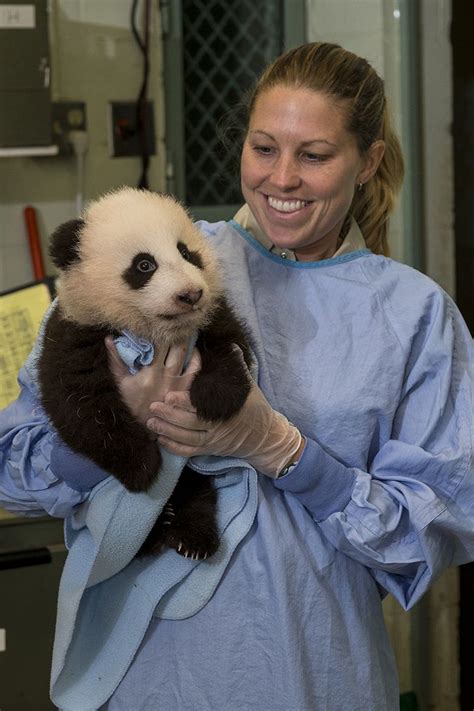 Baby Panda Pics See A Cub Growing Up Live Science