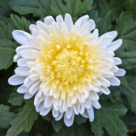 The White Chrysanthemum Stock Image Image Of Leaf Landscape 47104369