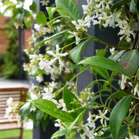 Star Jasmine Trachelospermum Jasminoides Hedges Direct